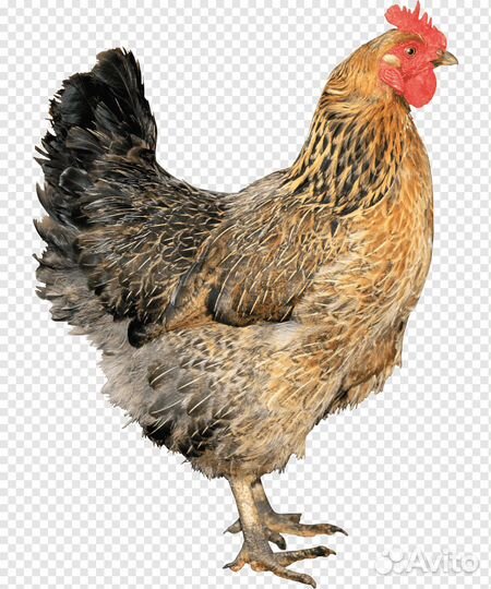 Вахта Липецк оператор птицефабрик питание 3 раза