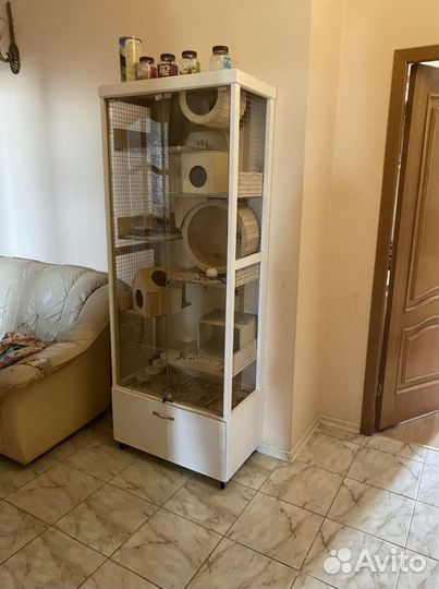 Шиншилла с домом