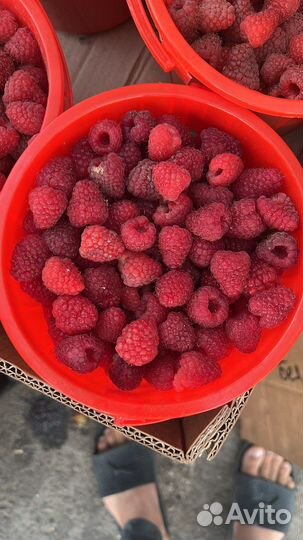 Малина Дагестан