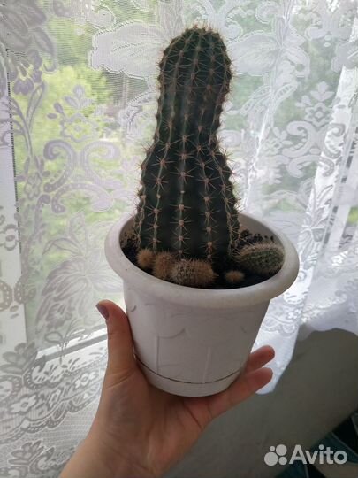 Кактус18 см высотой