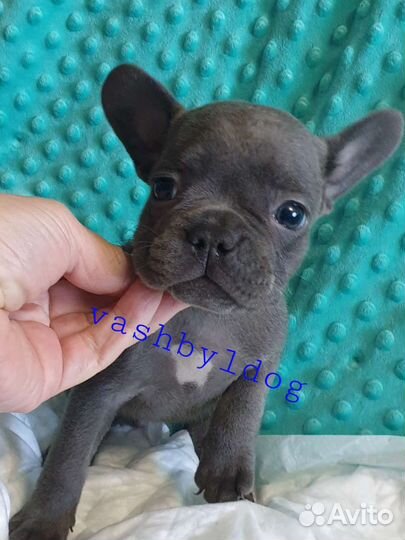 Французский бульдог голубые щенки