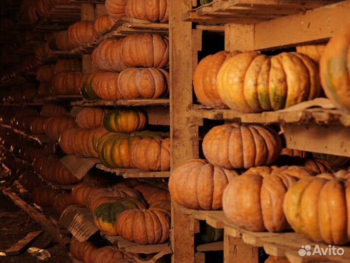 Тыква мускат де прованс опт