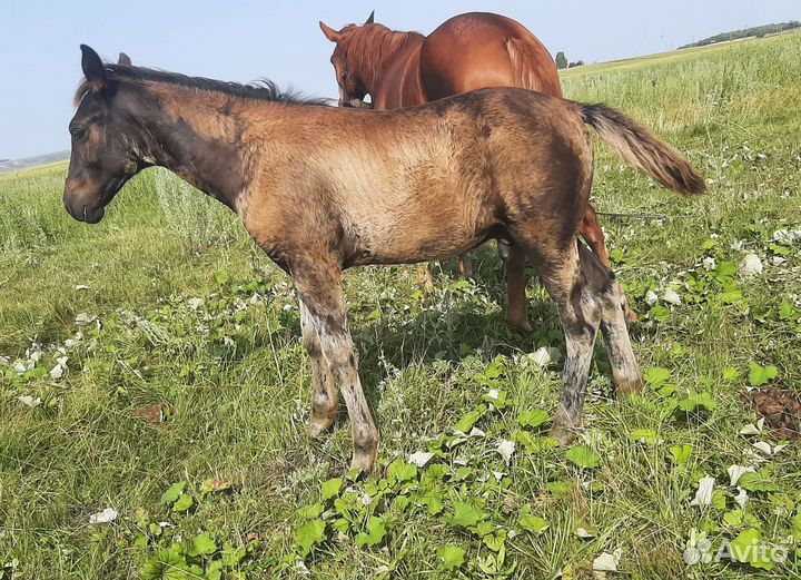 Полутяж жеребчики