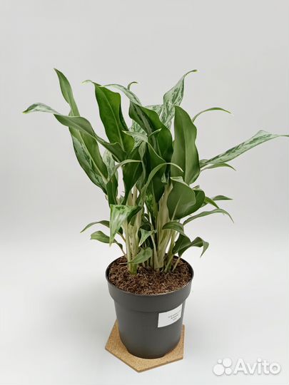 Аглонема (Aglaonema Greyhound)
