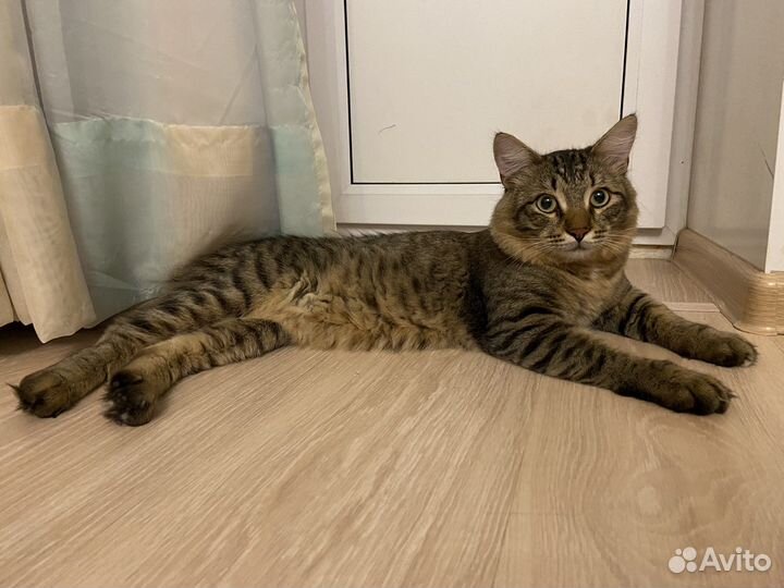 Кот на вязку