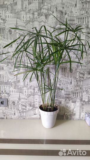 Циперус вариегатный