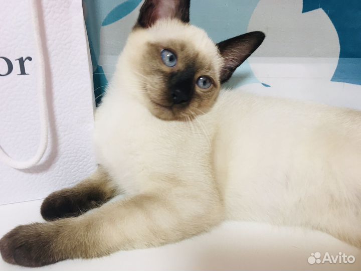 Тайские котята Симферополь