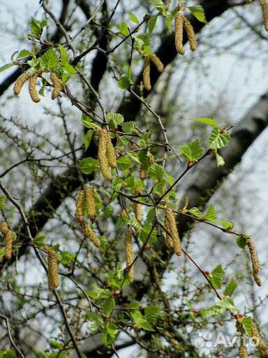 Саженцы березы клена ели сосны рябины папоротник