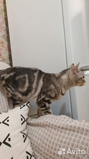 Кошка в дар