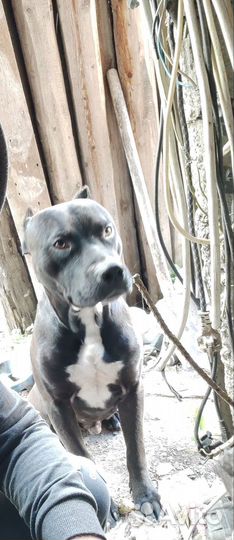 Питбультерьер