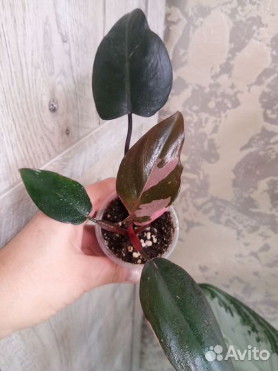 Филодендрон Белый рыцарь, Розовая принцесса