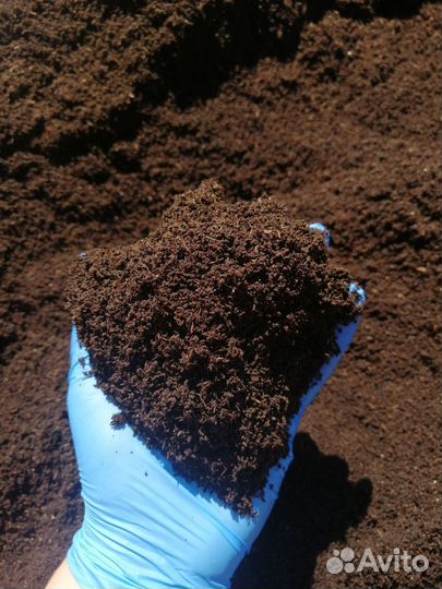 Червь дендробена