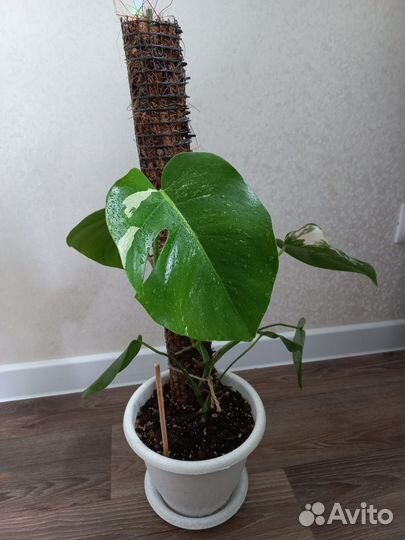 Монстера альба и обычная монстера