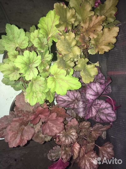 Рассада однолетников и многолетников