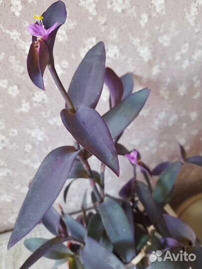 Традесканция Сеткреазия пурпурная