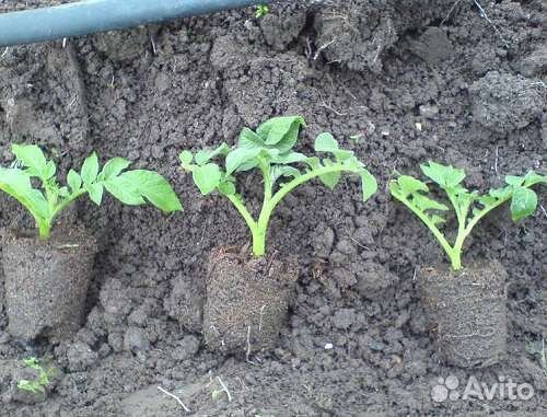 Семена картофеля