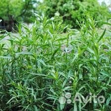 Эстрагон (тархун)