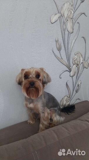 Мальчик, Йорк, три года,ищет девочку