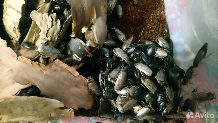 Кормовые тараканы, паук, эублефар, муравьи