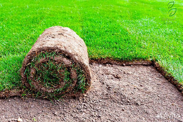 Рулонный газон с укладкой