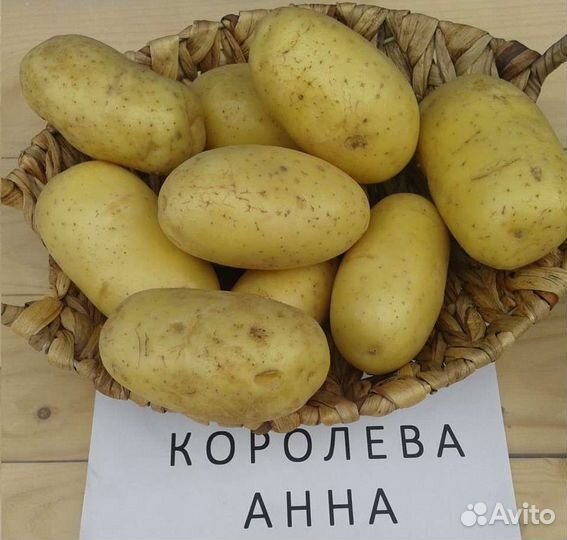 Картофель гала