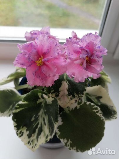 Сортовые фиалки