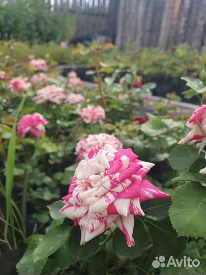 Саженцы акционных роз