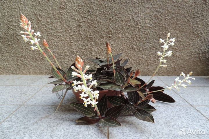 Драгоценная орхидея лудизия