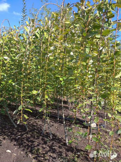 Верба Плакучяя