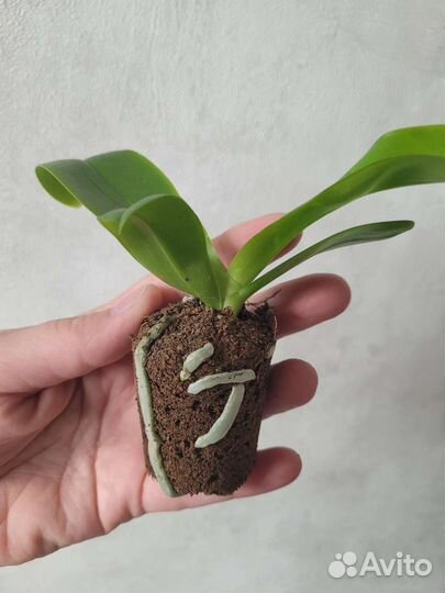 Орхидея Violetta