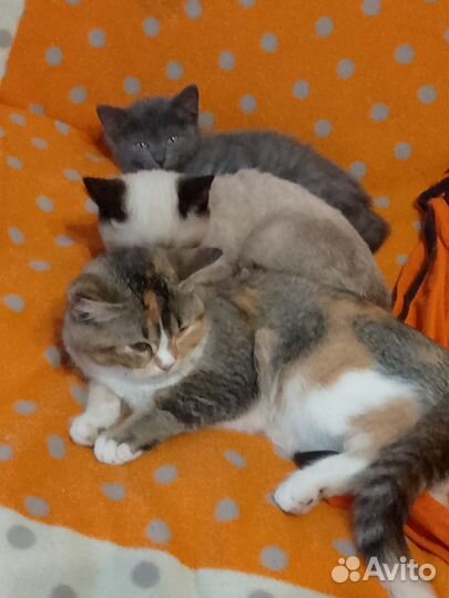 Котята умные