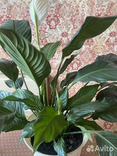 Спатифиллум