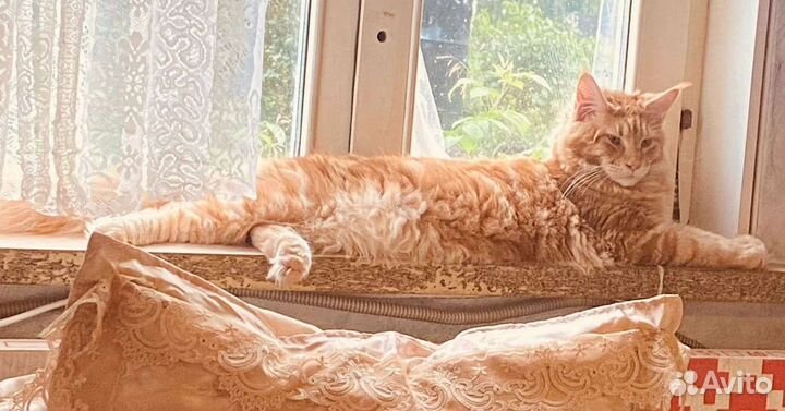 Кот на вязку