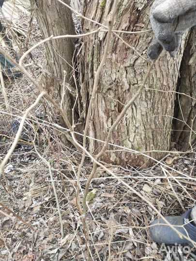 Орех фундук (саженцы)