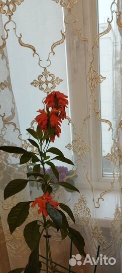 Семена крассандры