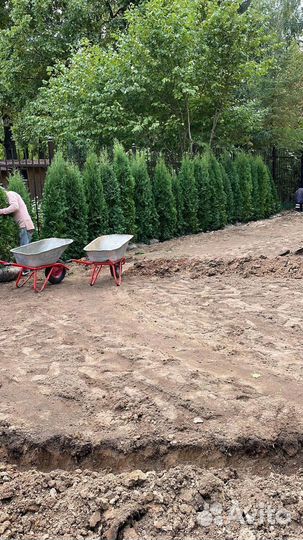 Туя Смарагд 220 см