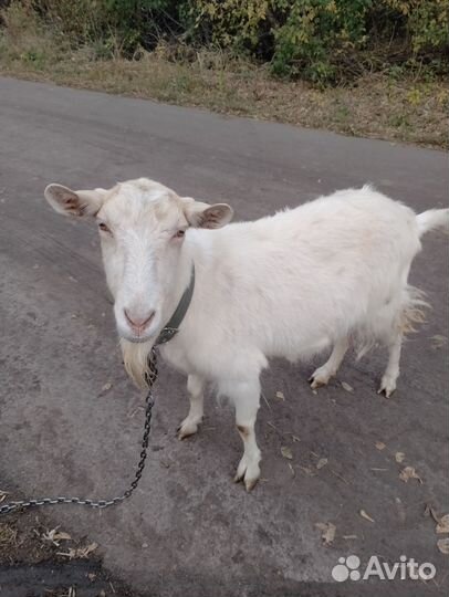 Корова дойная коза дойная