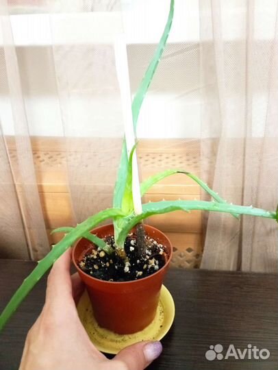 Алоэ столетник лечебный