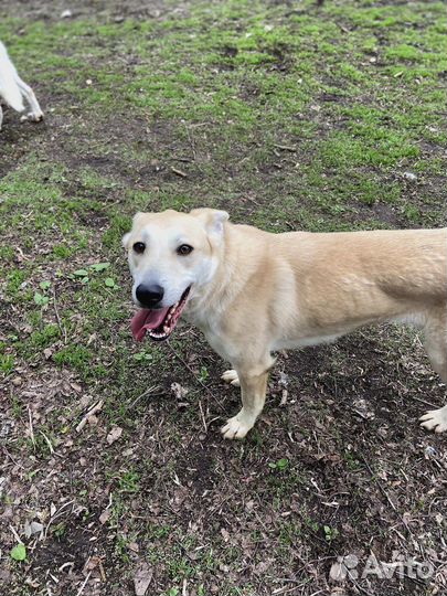 Спасите собачку из приюта