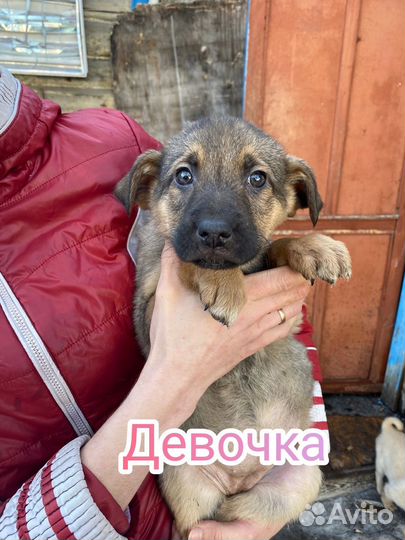 Щенки мальчики и девочки в добрые руки