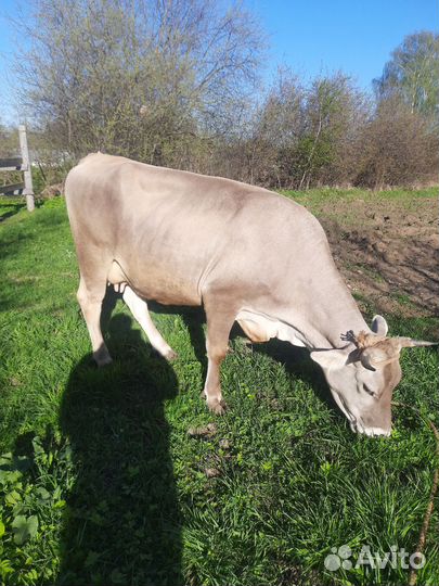 Корова продажа на мясо