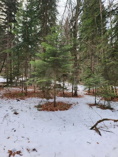 Участок 29 сот. (СНТ, ДНП)