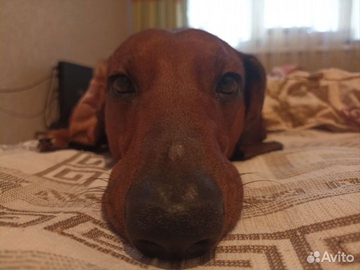 Кобель связка таксы