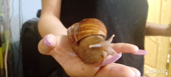 Улитки ахатины