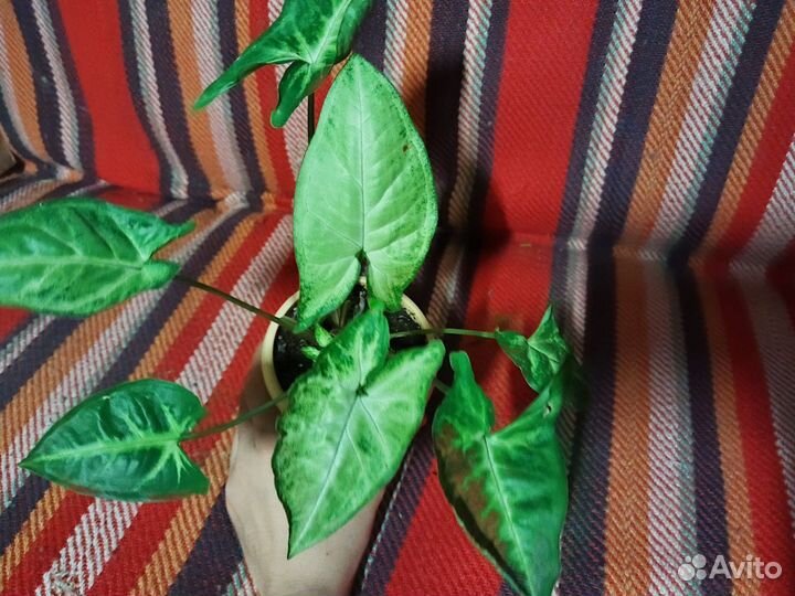 Комнатные 2