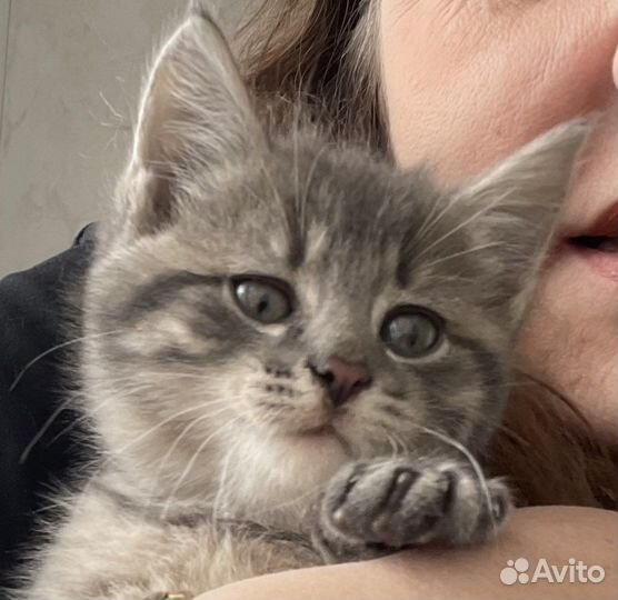 Красивые умные котята