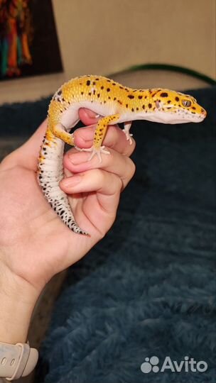 Бананоеды, Агамы, Эублефары