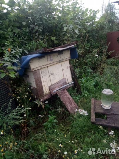 Ульи с пчелами