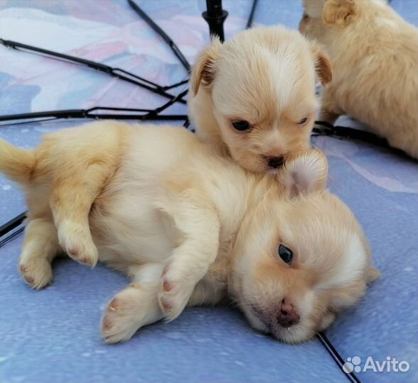 Мальчик длинник стандарт