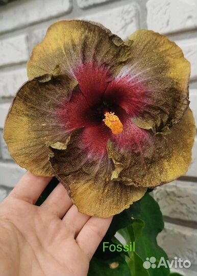 Гибискусы сортовые